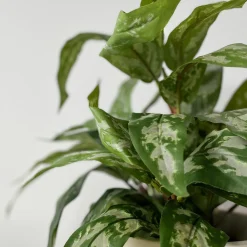Sale Mr. Plant Aglonema 35 cm Kunstige Planter