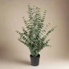 New Mr. Plant Eucalyptus 110 cm Kunstige Planter