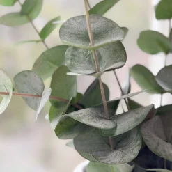 Outlet Mr. Plant Eucalyptus 60 cm Kunstige Planter