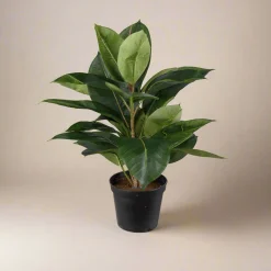 Best Mr. Plant Fikus Robusta 37 cm Kunstige Planter