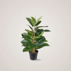 Outlet Mr. Plant Fikus Robusta 50 cm Kunstige Planter