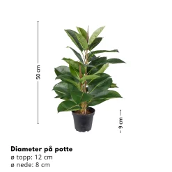 Outlet Mr. Plant Fikus Robusta 50 cm Kunstige Planter