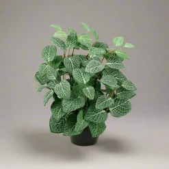 Outlet Mr. Plant Fittonia, 34 cm Kunstige Planter