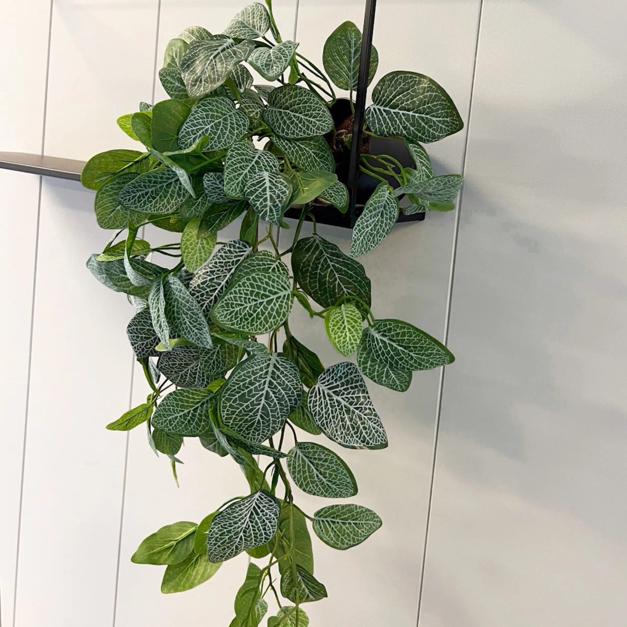 Online Mr. Plant Fittonia, 50 cm Kunstige Planter