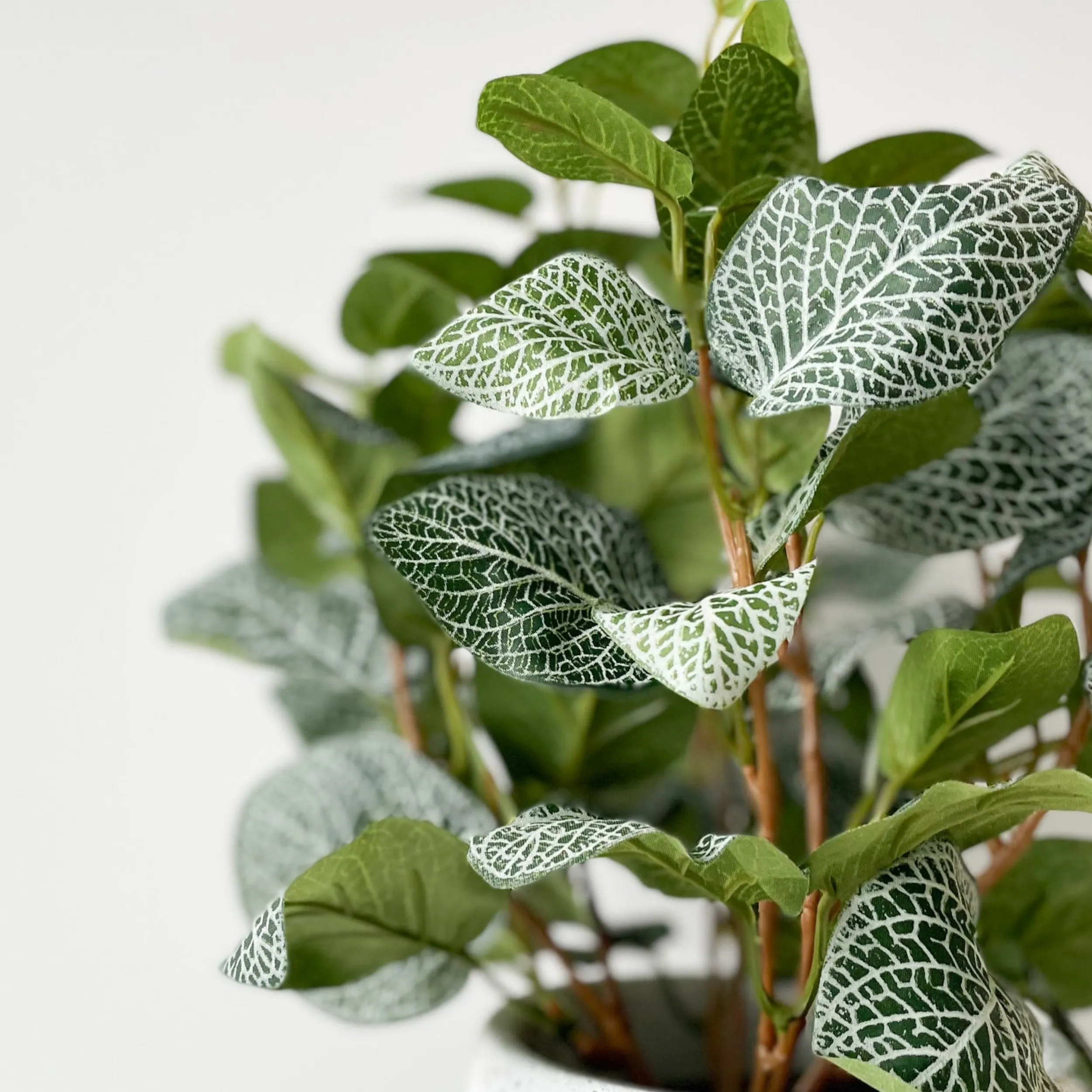 Outlet Mr. Plant Fittonia, 34 cm Kunstige Planter