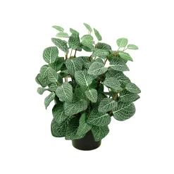Outlet Mr. Plant Fittonia, 34 cm Kunstige Planter