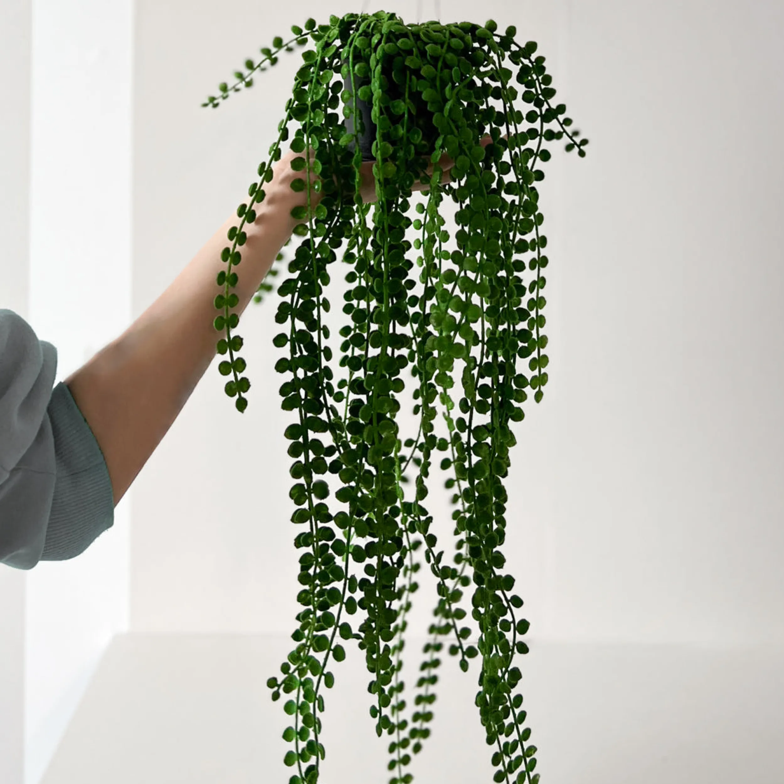 Sale Mr. Plant Pilea, 55 cm Kunstige Planter
